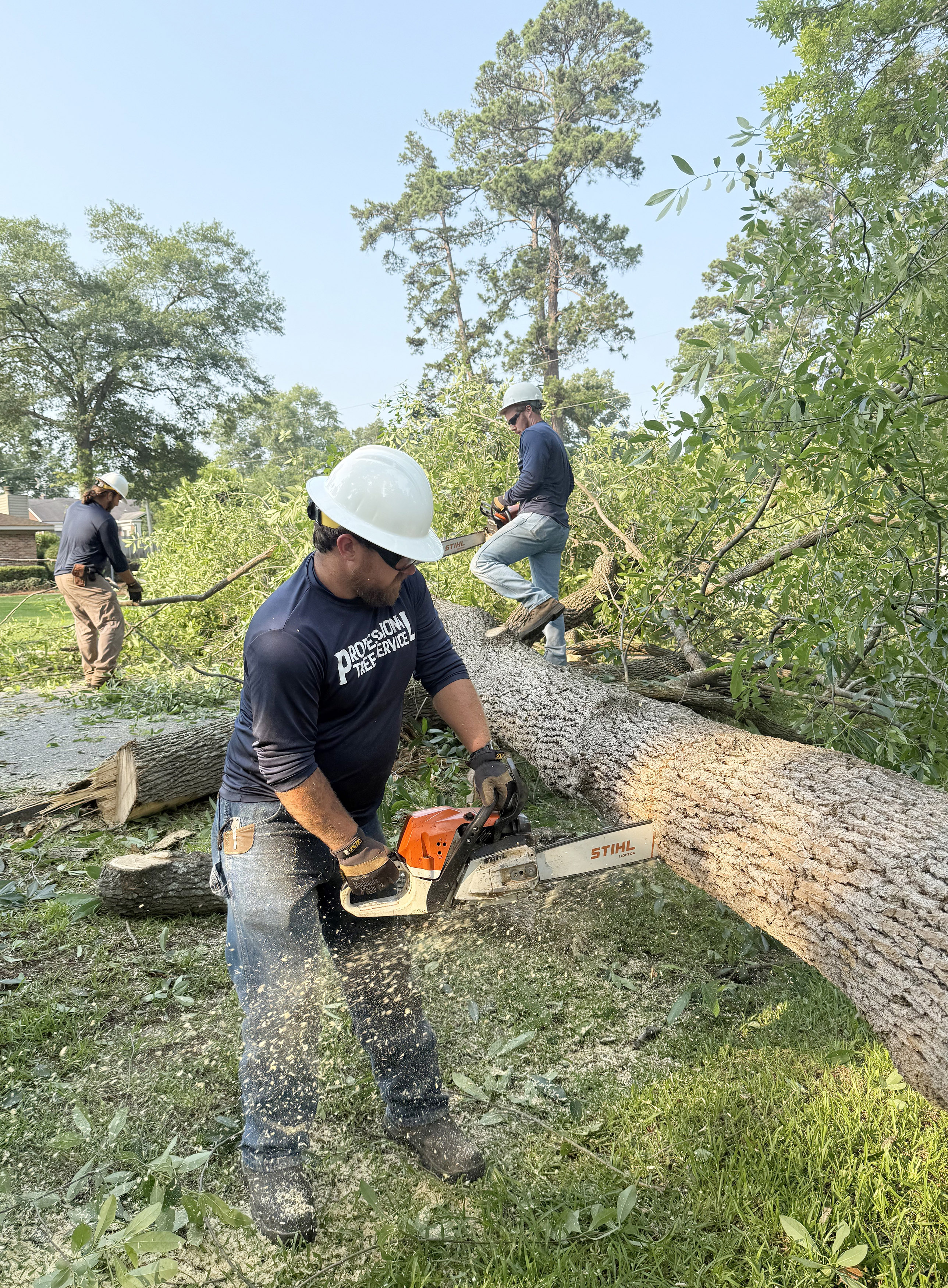 tree trimming